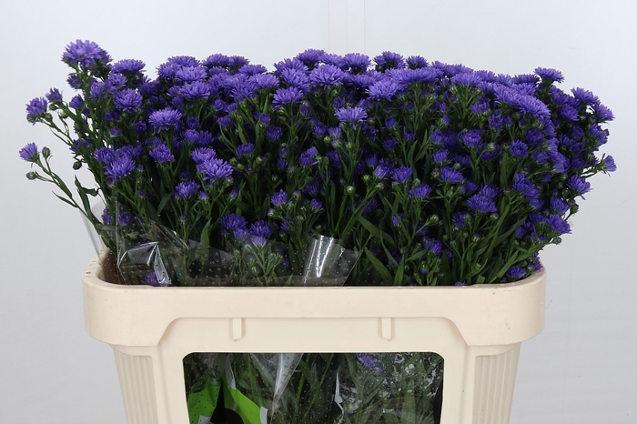 Aster Astee Dark Milka