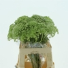 Ammi Visnaga
