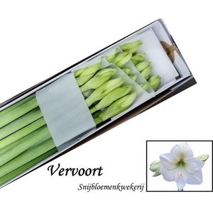 HIPPEASTRUM GA 'MONT BLANC'