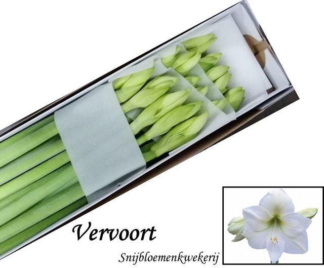 <h4>HIPPEASTRUM GA 'MONT BLANC'</h4>
