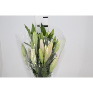 LIRIO SORBONNE 070 CM HA 3/5 FLS
