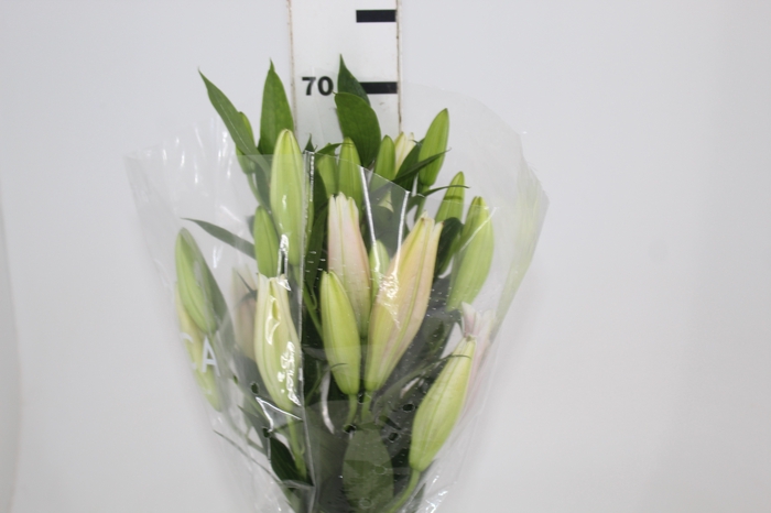LIRIO SORBONNE 070 CM HA 3/5 FLS