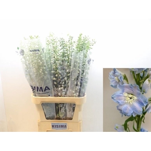 DELPH DU MAG FSKB WB