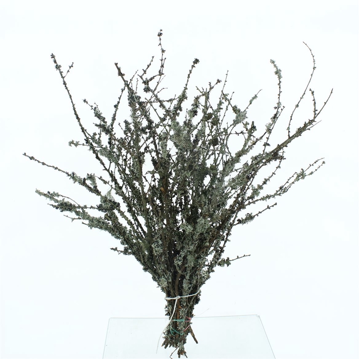 <h4>Larix With Moss P Stem 70cm</h4>
