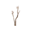 Syringa Branch Extra Granados