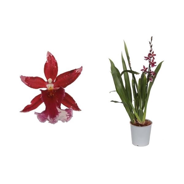 <h4>Cambria, Barrocco Red 1-tak</h4>