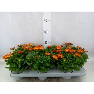 Osteospermum  'Margarita Orang Fla'