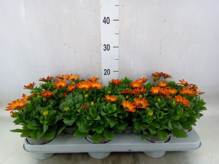 <h4>Osteospermum  'Margarita Orang Fla'</h4>