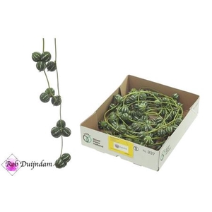 Diplocyclos Palmatus