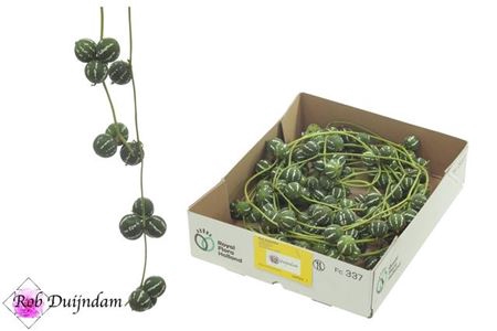 <h4>Diplocyclos Palmatus</h4>