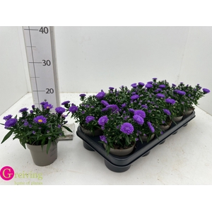 ASTER D AL PURPLE RO