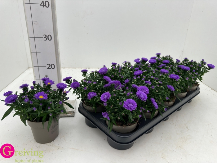 <h4>ASTER D AL PURPLE RO</h4>