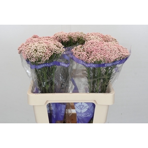 Ozothamnus Cooks Pink