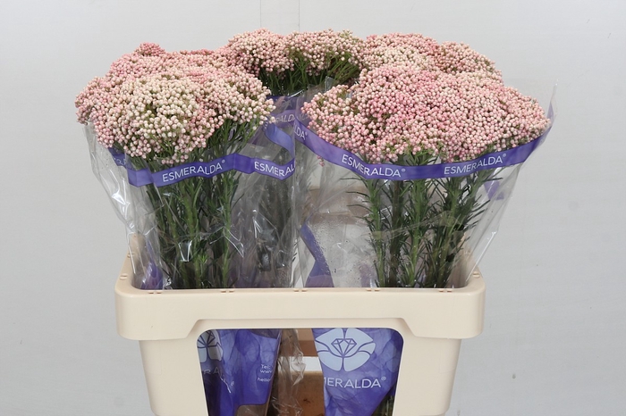 <h4>Ozothamnus Cooks Pink</h4>