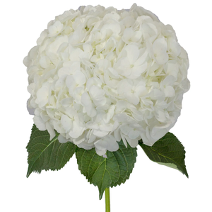HYDRANGEA WHITE PREMIUM