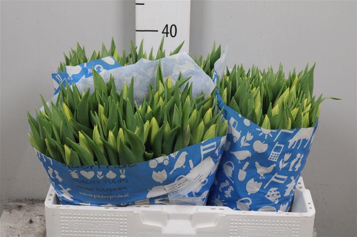 <h4>Tu En Strong Gold</h4>