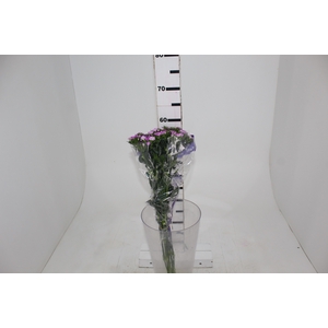 DIANTHUS BARBADUS AMAZON ROSE PINK