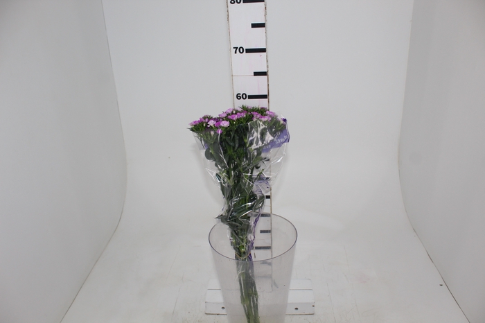 <h4>DIANTHUS BARBADUS AMAZON ROSE PINK</h4>
