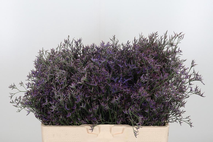 <h4>Lim Saf Dark Blue</h4>