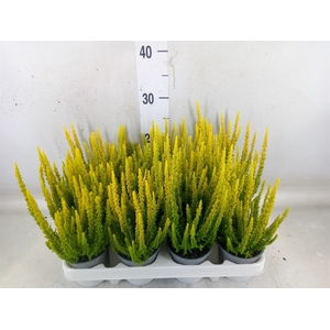 Calluna vulg. 'Skyline Miami'