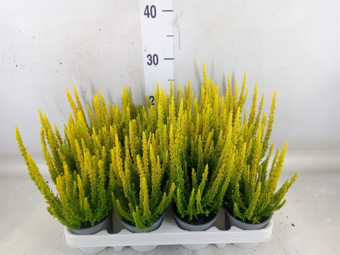 <h4>Calluna vulg. 'Skyline Miami'</h4>