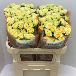 Rosa TR 'Bandolero' BRAAM