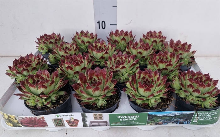 <h4>Sempervivum   ...</h4>