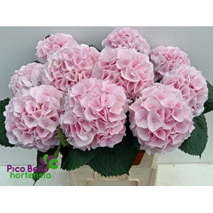 HYDR M MY PINKTOU RZ