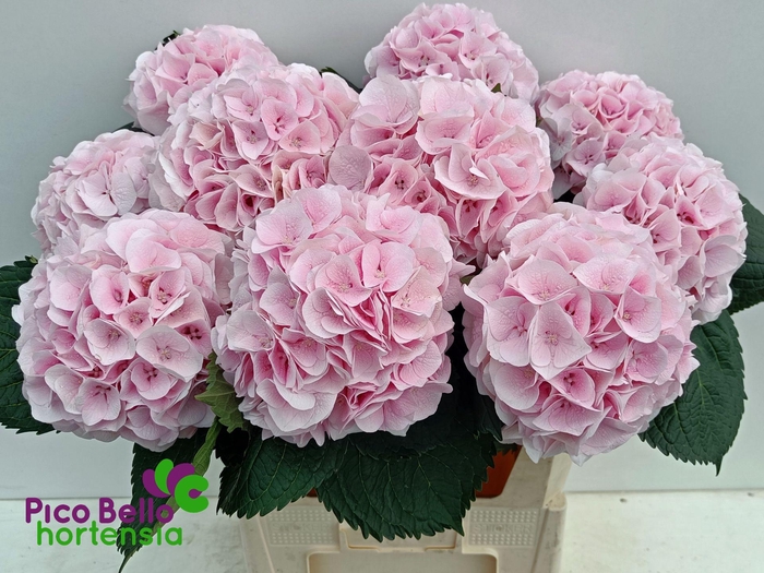 <h4>HYDR M MY PINKTOU RZ</h4>