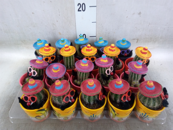 <h4>Cactus   ...decorated</h4>
