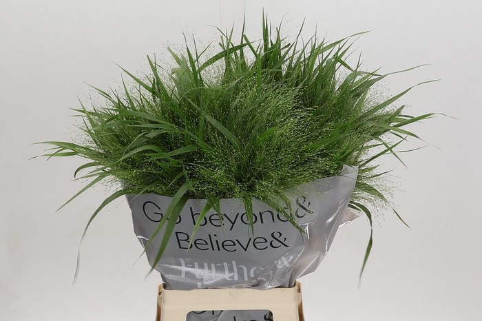 <h4>PANIC VI FONTAINE</h4>