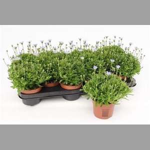 Feli Am Felicit Blue