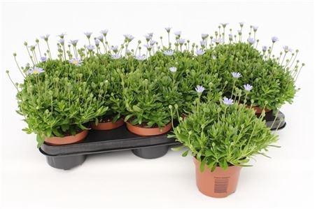 <h4>arr8 Feli Am Felicit Blue</h4>