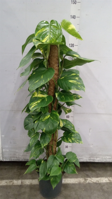 <h4>Epipremnum pinn.   ...moss stick</h4>