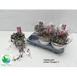 CEROPEGIA WOODII SUP