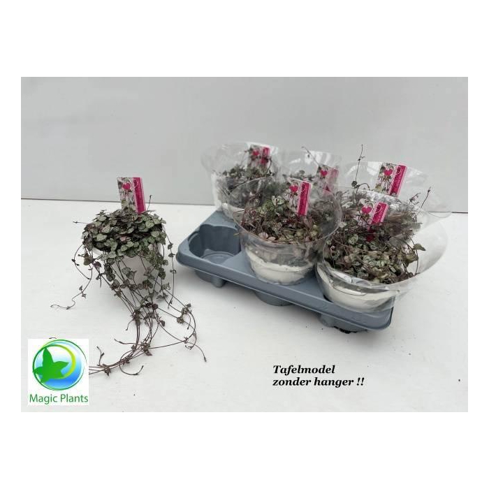 <h4>CEROPEGIA WOODII SUP</h4>