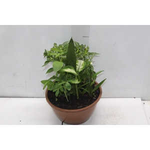 COQUETEL 7 ERVAS C21