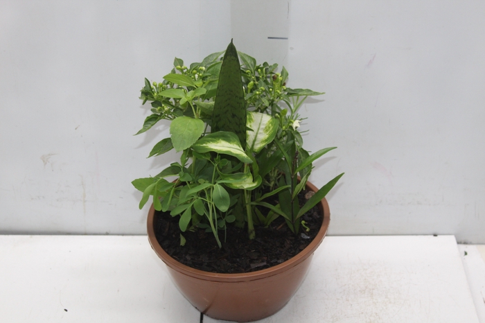 <h4>COQUETEL 7 ERVAS C21</h4>