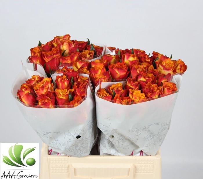 <h4>Rosa large downtown</h4>