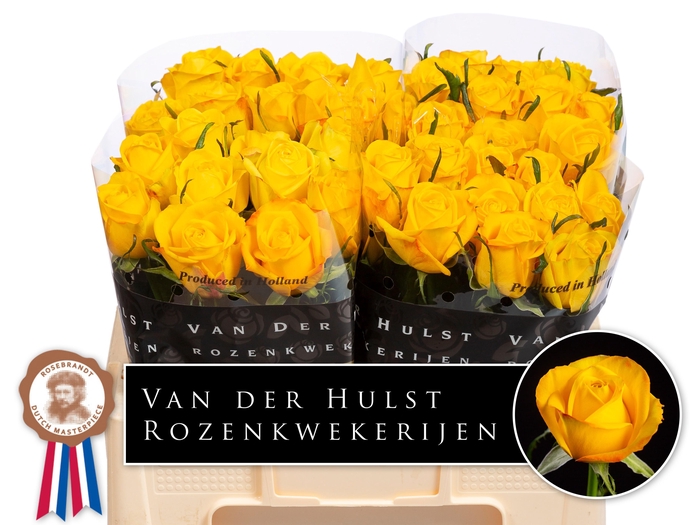 <h4>R GR CATALUNYA+</h4>