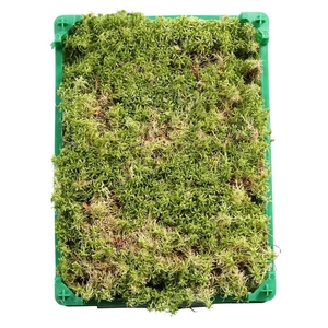 Sphagnum Plastic