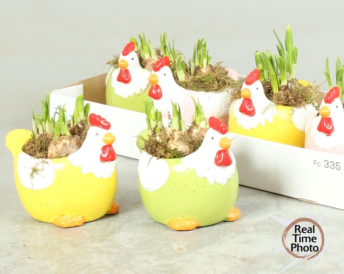 Arr Narcissus In Keramiek