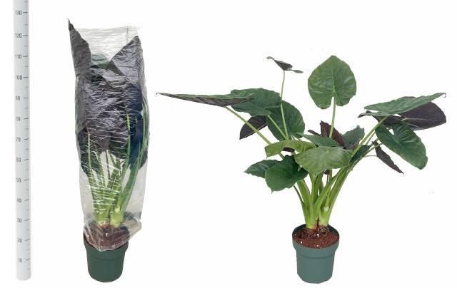 <h4>ALOC WENTII</h4>