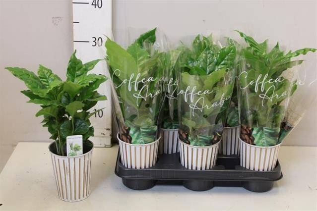 <h4>COFFEA ARABICA</h4>