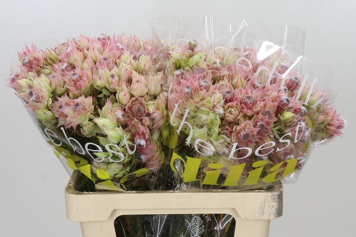 <h4>Blushing Bride Bridal Pink</h4>