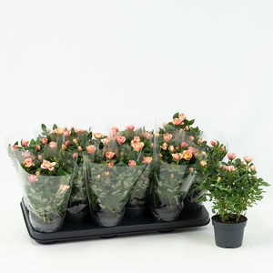 Nolina Roses Special Ø 10,5 cm. Gosia Blanco sleeve