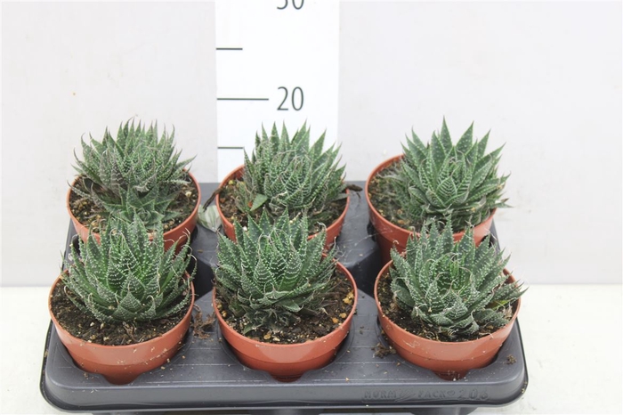 <h4>Aloe Aristata</h4>