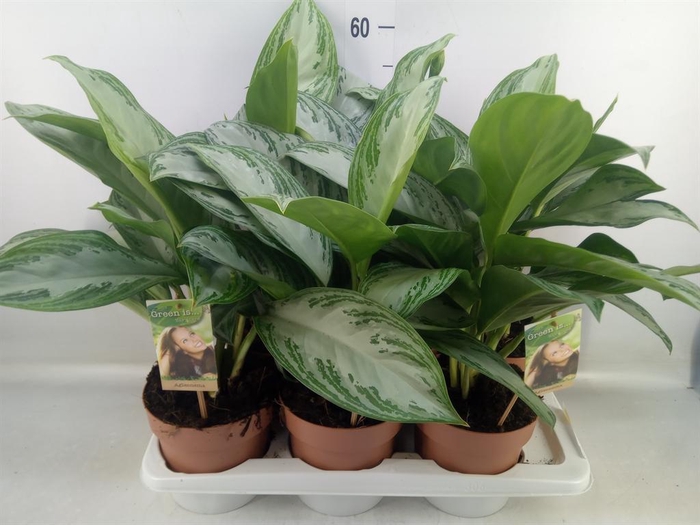 <h4>Aglaonema 'Silver Bay'</h4>