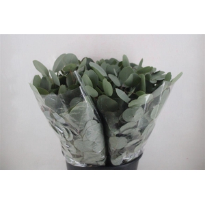 Euca Populus 150gr P Bunch