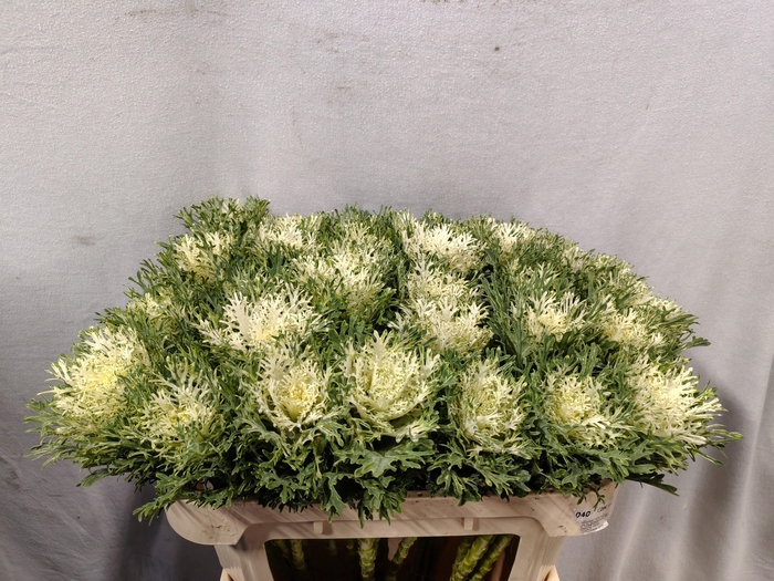 <h4>BRASS CRANE FEA SNOW</h4>